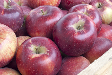 Fototapeta na wymiar Many fresh ripe organic apples closeup