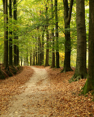 Path through forest, veluwe Netherlands