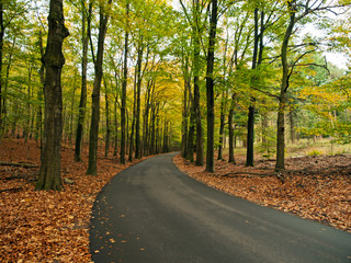 Curved new asphalt road through forest, veluwe Netherlands