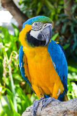 Macaw parrot