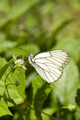 Obraz premium Butterfly Aporia Crataegi on raspberry