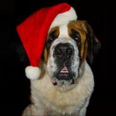 St. Bernard in a Santa Hat
