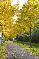 Fototapeta premium alley with yellow autumn trees
