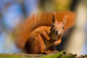 Deurstickers Rode eekhoorn - Sciurus vulgaris © Gucio_55