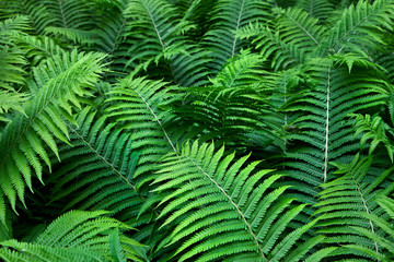 Fern. Abstract background.