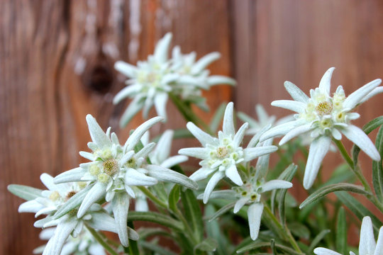 Edelweissbl&uuml;ten