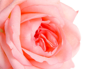 Fototapeta na wymiar Pink rose isolated on white.