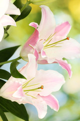beautiful lily on bright background