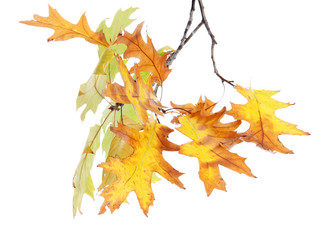 Naklejka na ściany i meble twig of oak with autumn yellow leaves, isolated on white