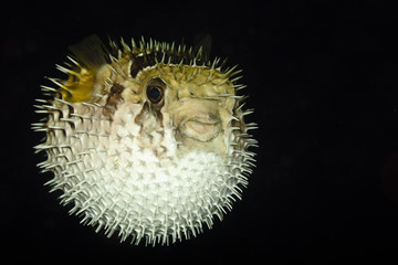 Diodontidae, Porcupinefish or Blowfish © zimagine