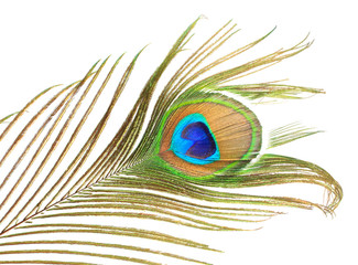 Fototapeta premium Peacock