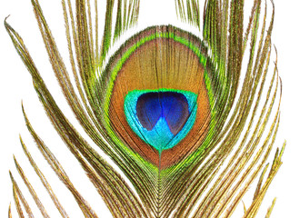 Obraz premium Peacock