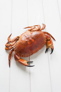 Crab