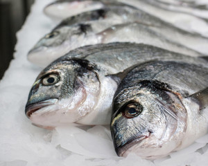 Sea ​​fish on ice