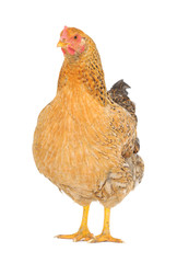 brown hen