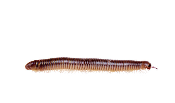 worm on white