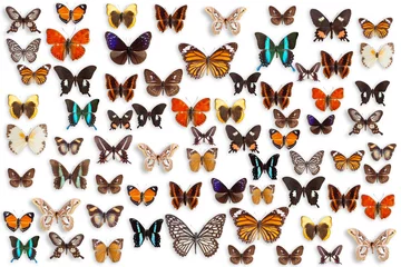 Crédence de cuisine en verre imprimé Papillon papillons