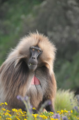 Babbon in wildlife