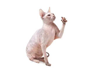 bald cat breed Sphynx Don lines with  raised paw