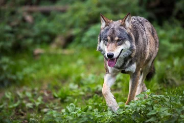 Abwaschbare Fototapete Wolf Grauer/Eurasischer Wolf (Canis lupus)