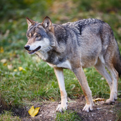 Naklejka na ściany i meble Gray / Eurazji wilk (Canis lupus)