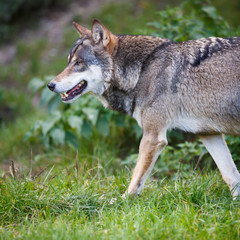 Naklejka na ściany i meble Gray / Eurazji wilk (Canis lupus)