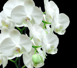 White orchid on black background - 46472079