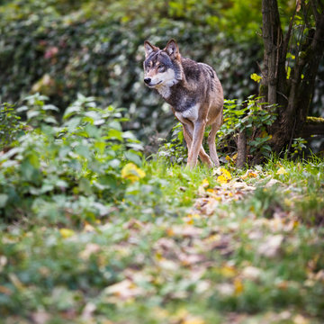 Gray/Eurasian wolf (Canis lupus)