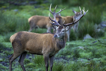 Hirsch mit Hirschkuh