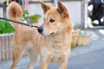 柴犬
