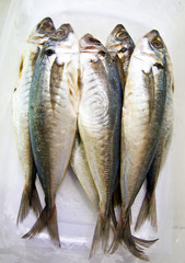 FRESH MACKERELS IN BOX.