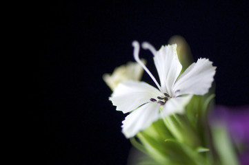 Obraz premium Verbena hybrida