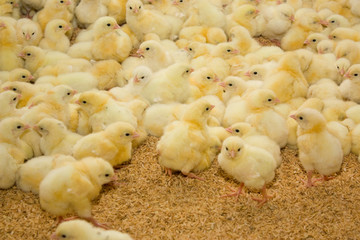 Chickens. Poultry farm