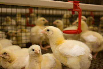 Chicken broilers. Poultry farm