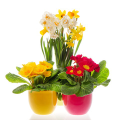 colorful spring primulas and narcissus in pots