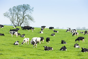 Fototapeta na wymiar Stado krów, Szkocja