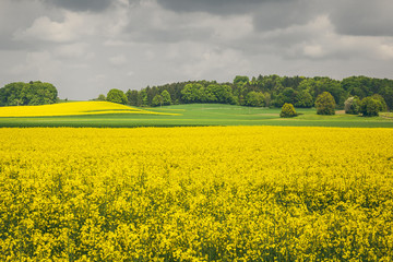 raps field