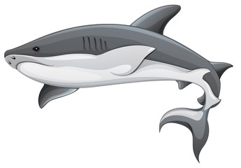 Generic shark illustration