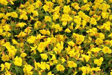 Beautiful surface from beautiful plant