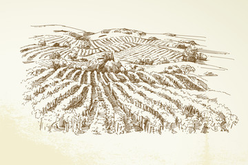 Vineyard Landscape  - hand drawn illustration