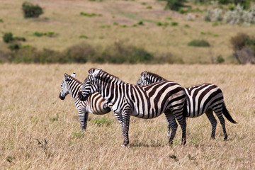 Naklejka na ściany i meble Zebry w Masai Mara National Park, Kenia