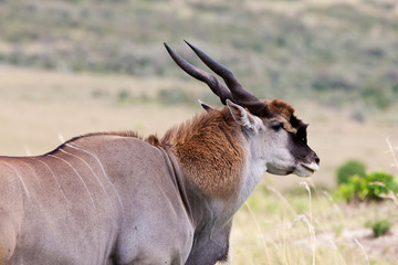 Male Eland in the Masai Mara National Park, Kenya, Africa