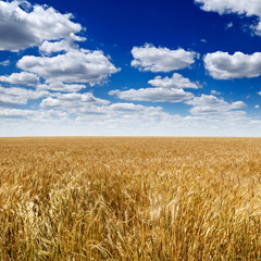 Wheat field
