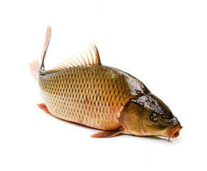 Carp has tasty dietary meat. Fishing carp great pleasure. - 46485674