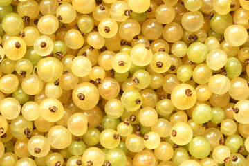 Berries of a white currant