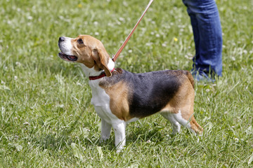 Beagle