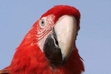 Ara Cloroptére © Marie