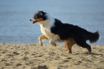 Australian Shepherd