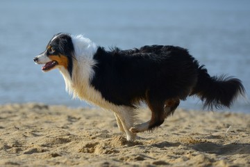 Australian Shepherd am Strand