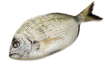 Orata fresca